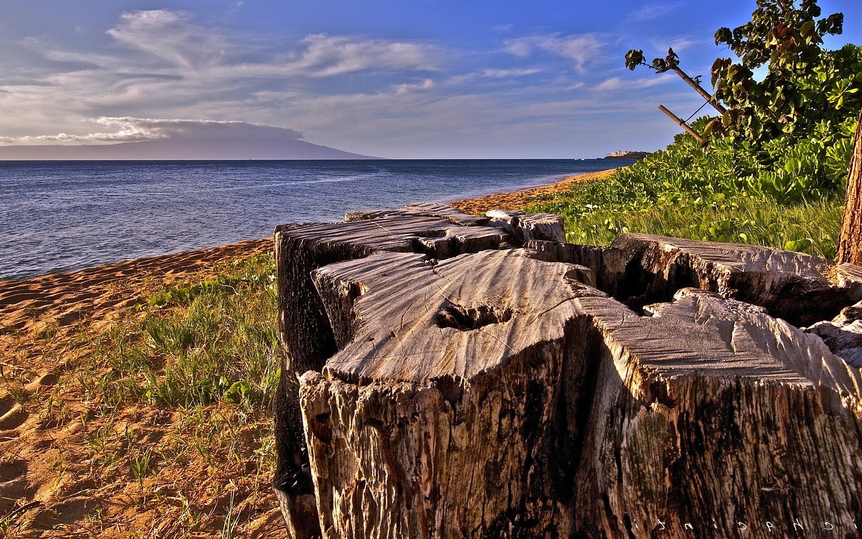 landscapes water outdoors nature sky travel seashore wood landscape beach sea summer tree ocean