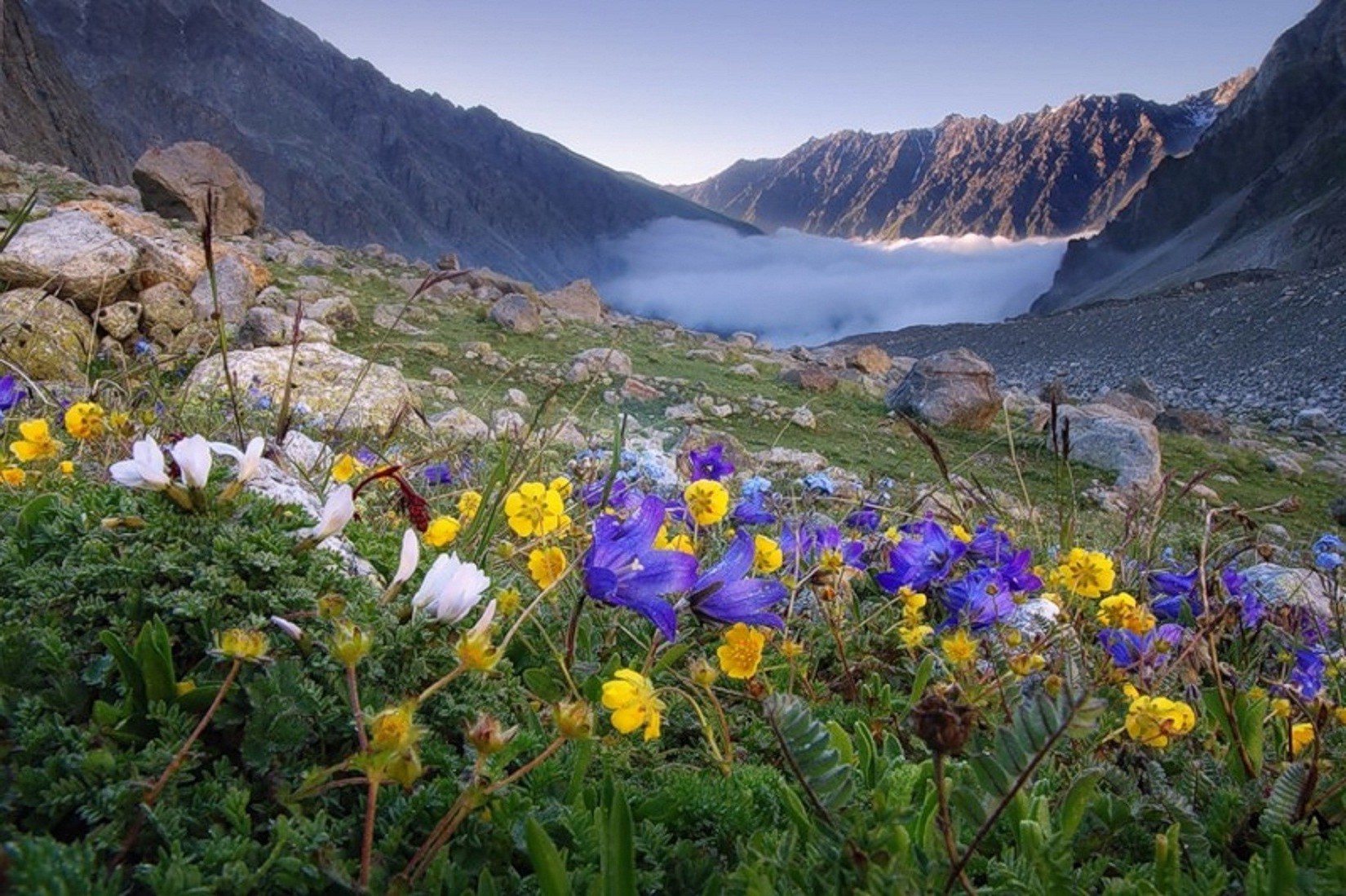 isole natura montagna paesaggio fiore all aperto estate flora viaggi hayride erba scenico selvaggio cielo roccia parco trekking spettacolo fiori selvatici soleggiato