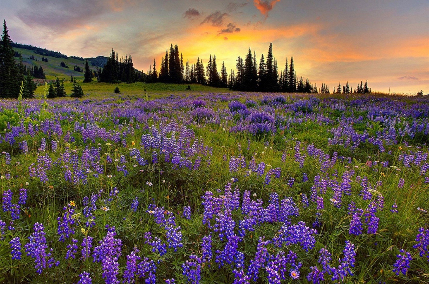 campos prados y valles naturaleza flor lupino paisaje heno rural al aire libre campo verano pastizales hierba campo flor silvestre pintoresco país flora estación amanecer salvaje