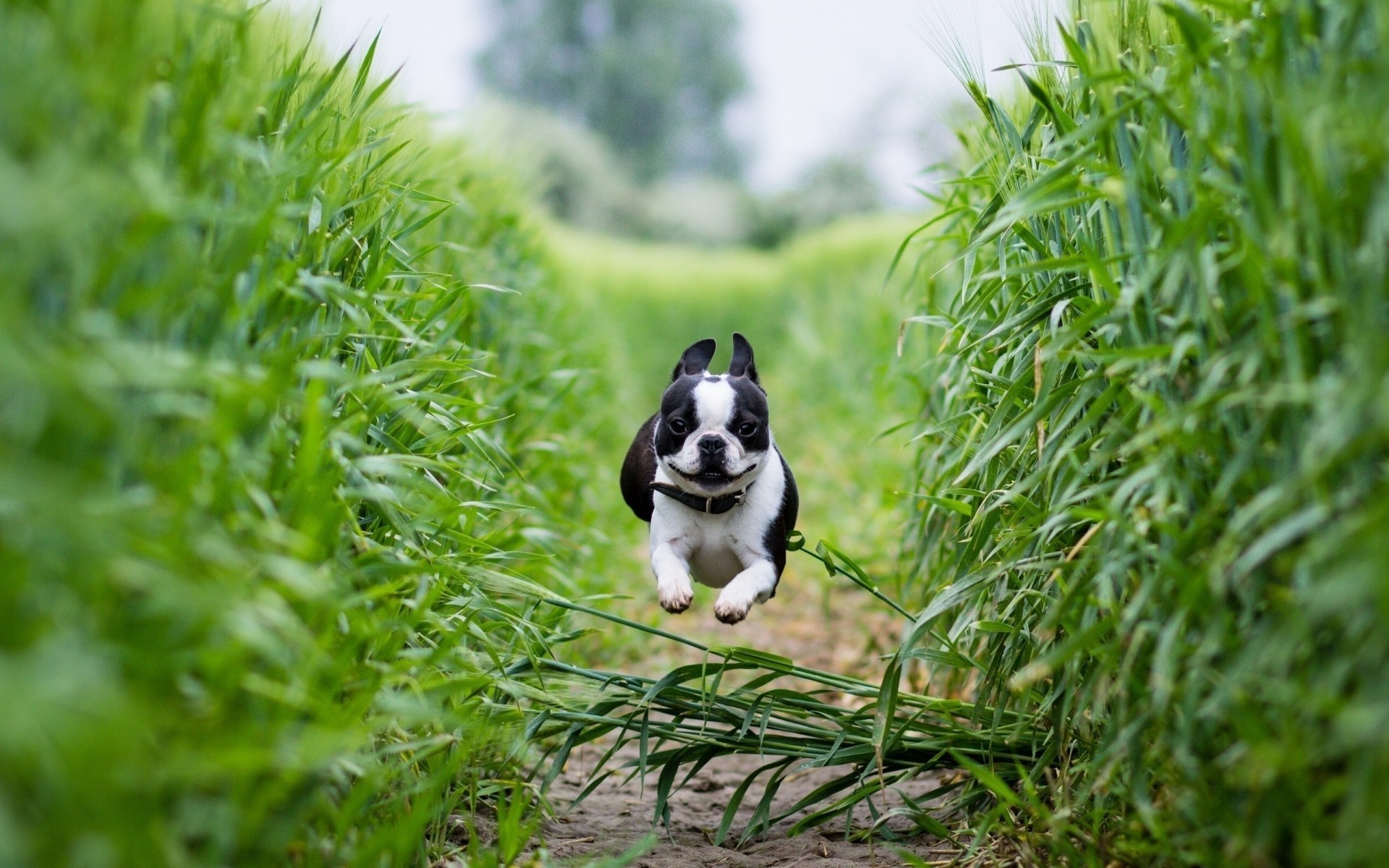 perros hierba naturaleza animal verano al aire libre lindo pequeño campo heno mamífero césped perro