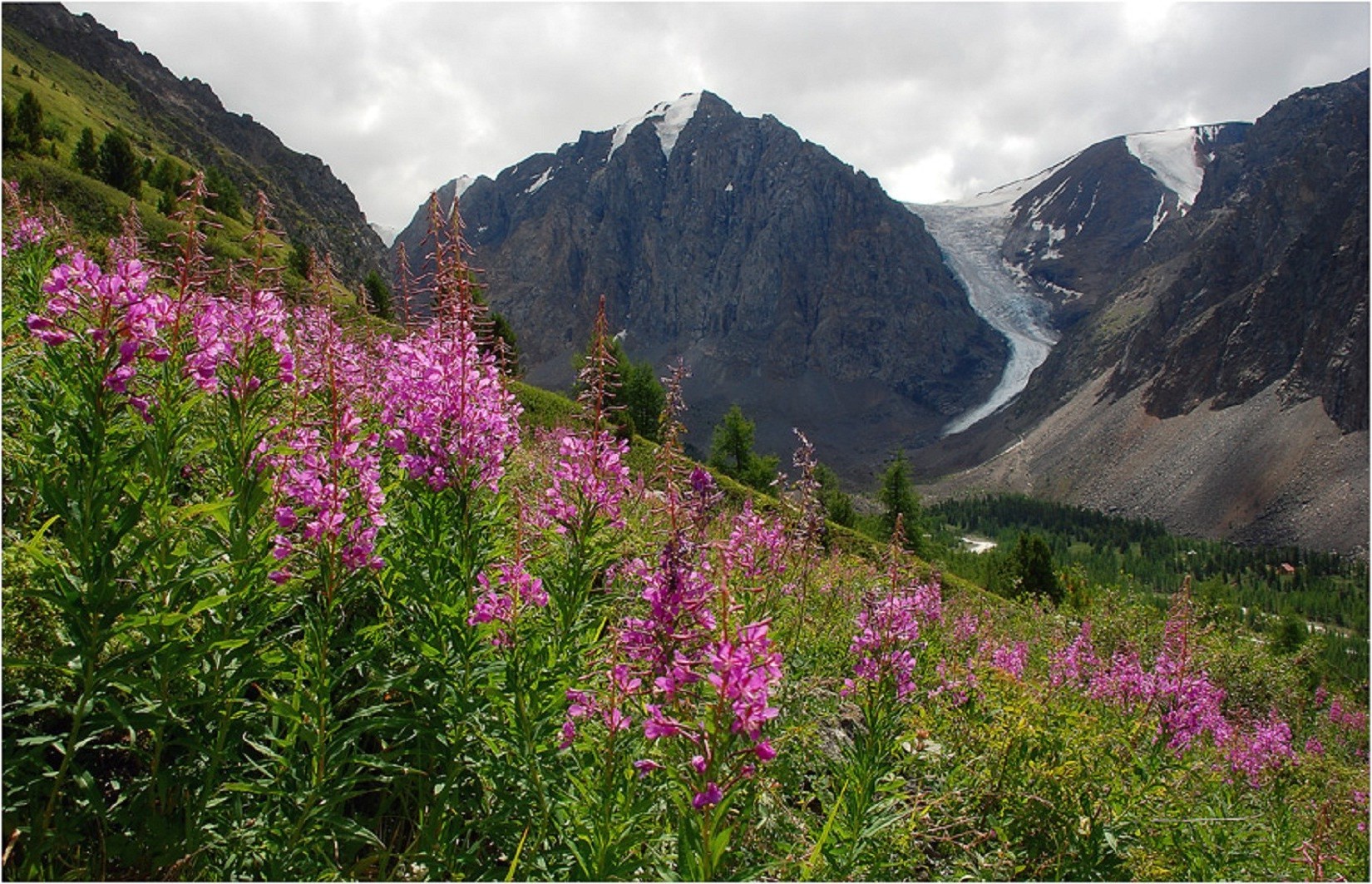 fields meadows and valleys mountain landscape nature flower outdoors hayfield travel summer scenic grass sky wood valley grassland wild hill flora