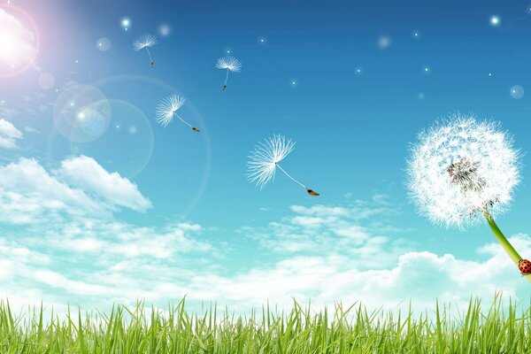 Dandelions from the fluff flying from him among the green grass on the background of the sky with white clouds