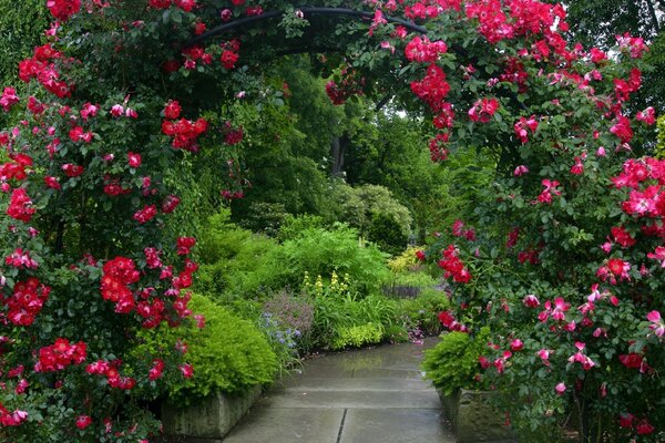 Beaucoup de fleurs dans le jardin