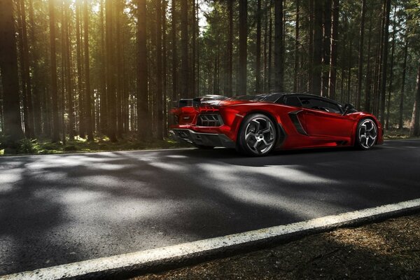 Auto sportiva sulla strada vicino alla foresta