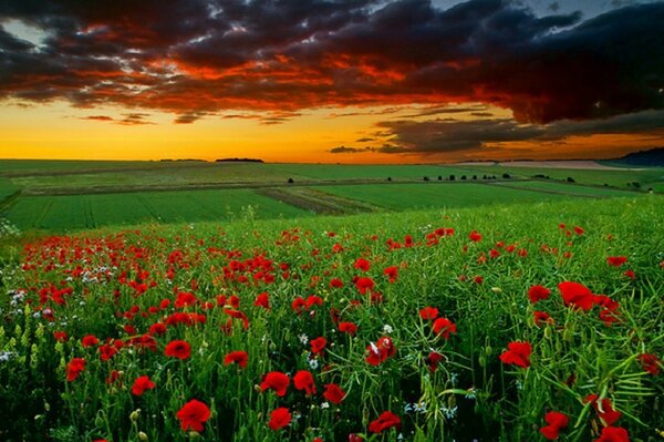 Fiori rossi in campo con erba verde al tramonto