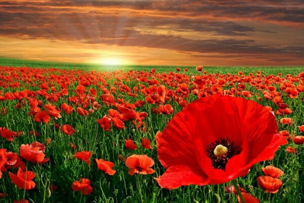 Scarlet carpet of meadow poppies