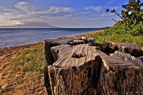 The stump of an old tree on the shore of the bay