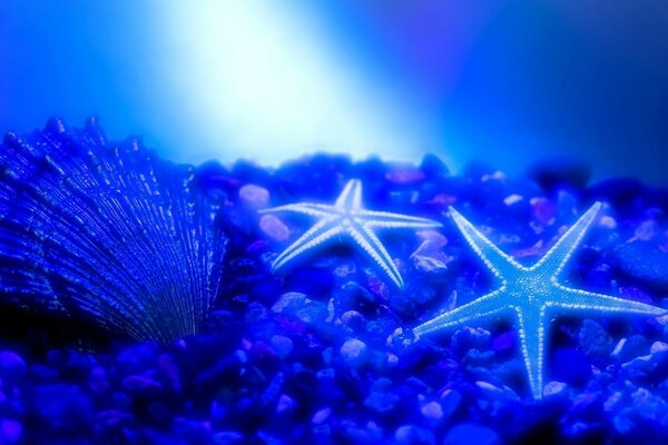 Estrelas do mar e uma concha no fundo do mar em meio a raios de luz penetrantes