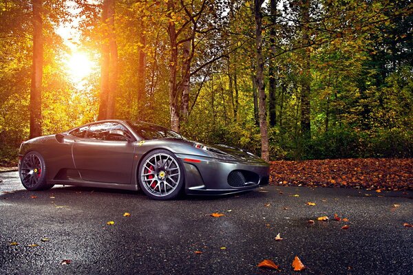 Beautiful sports car in the forest