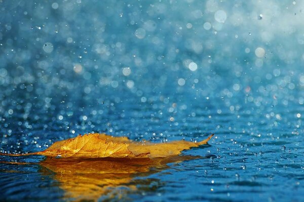 La pluie coule sur la feuille, il est mouillé