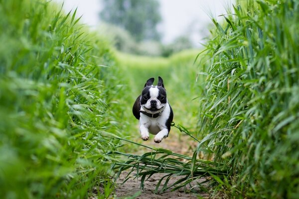 A nimble dog takes the barrier