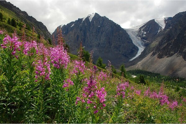 Belle pente de montagne en fleurs