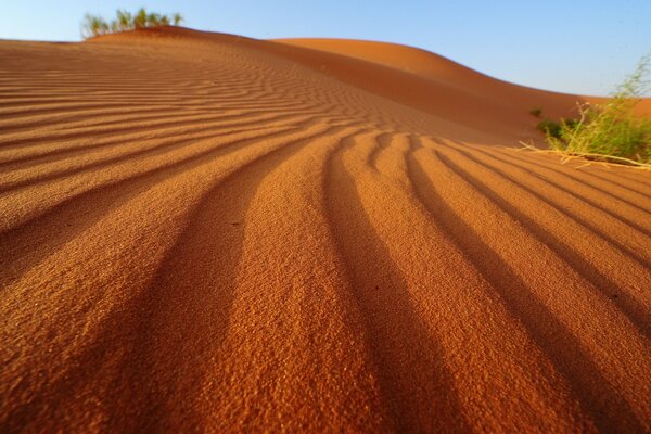 Песчаные волны и зеленый куст в пустыне
