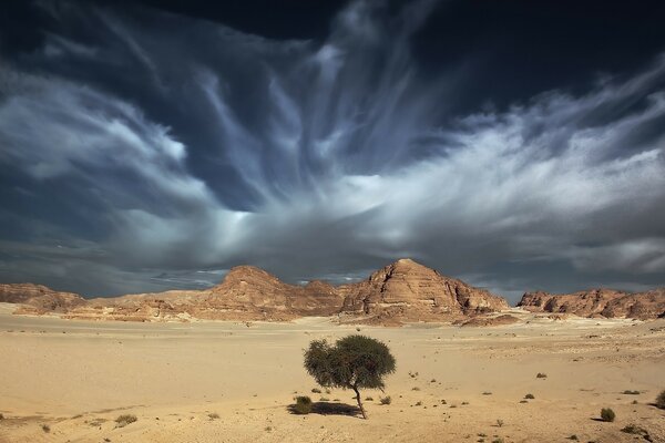 A lonely tree in the hot desert