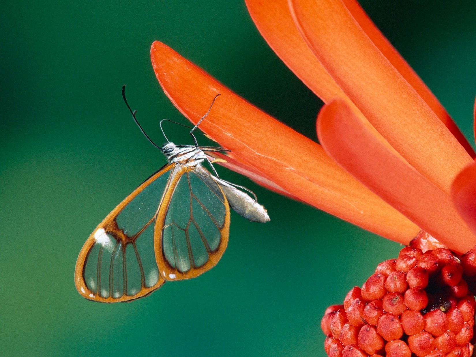 kwiaty natura owad motyl kwiat kolor lato flora ogród jasny liść biologia przyroda antena na zewnątrz pulpit piękne