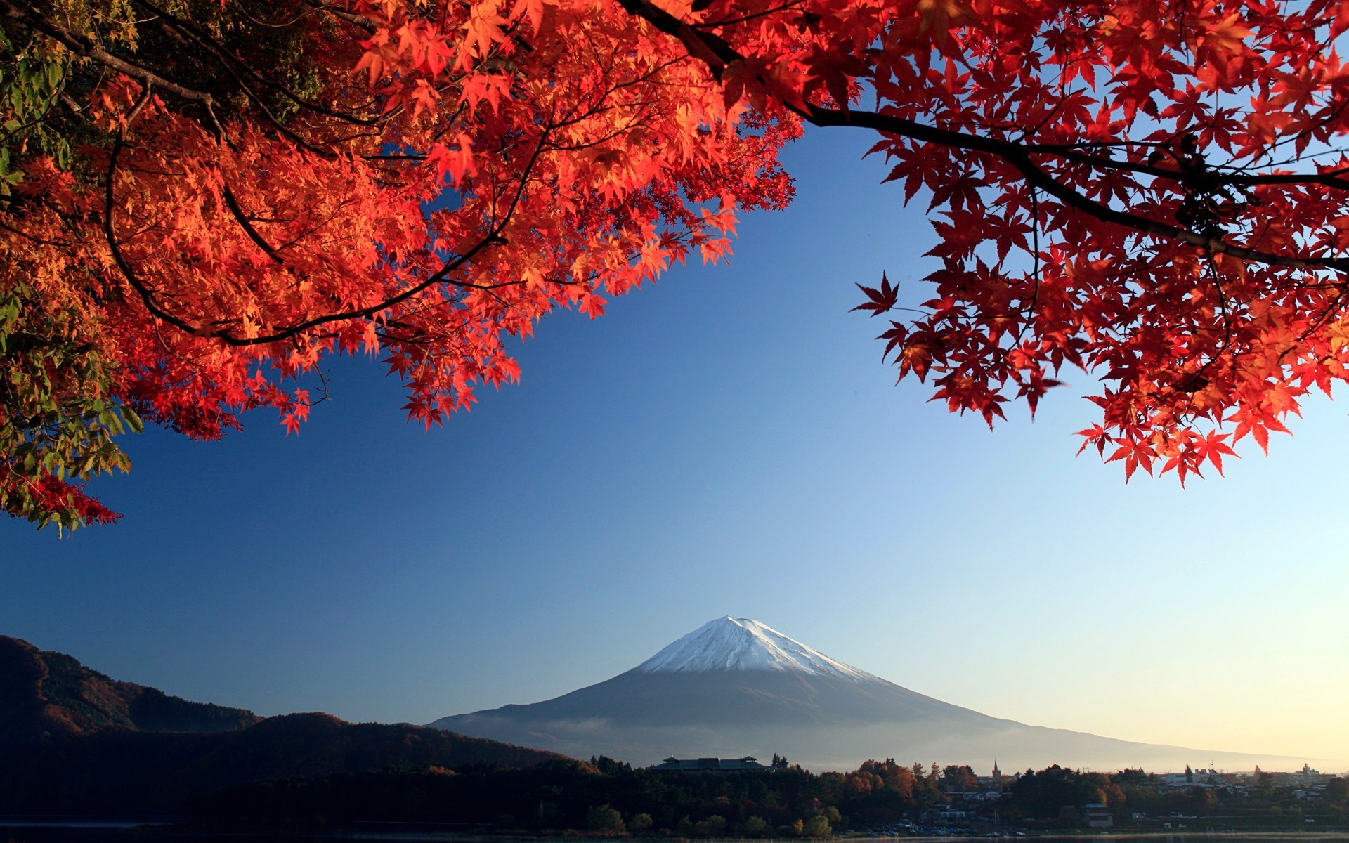 trees fall tree leaf maple landscape nature outdoors season wood