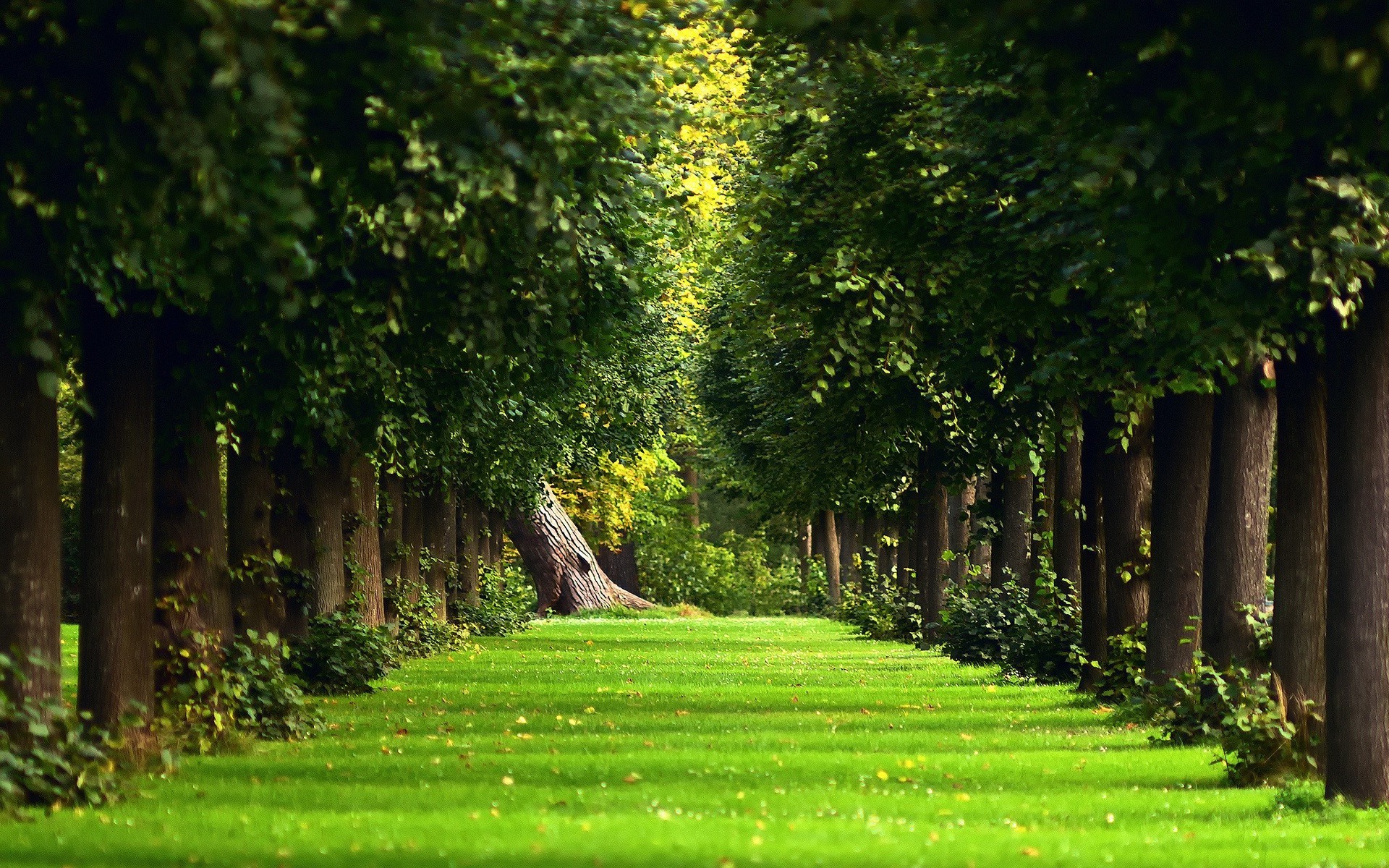 été arbre herbe parc feuille nature paysage bois jardin pelouse extérieur manuel fleur flore environnement lumière soleil route