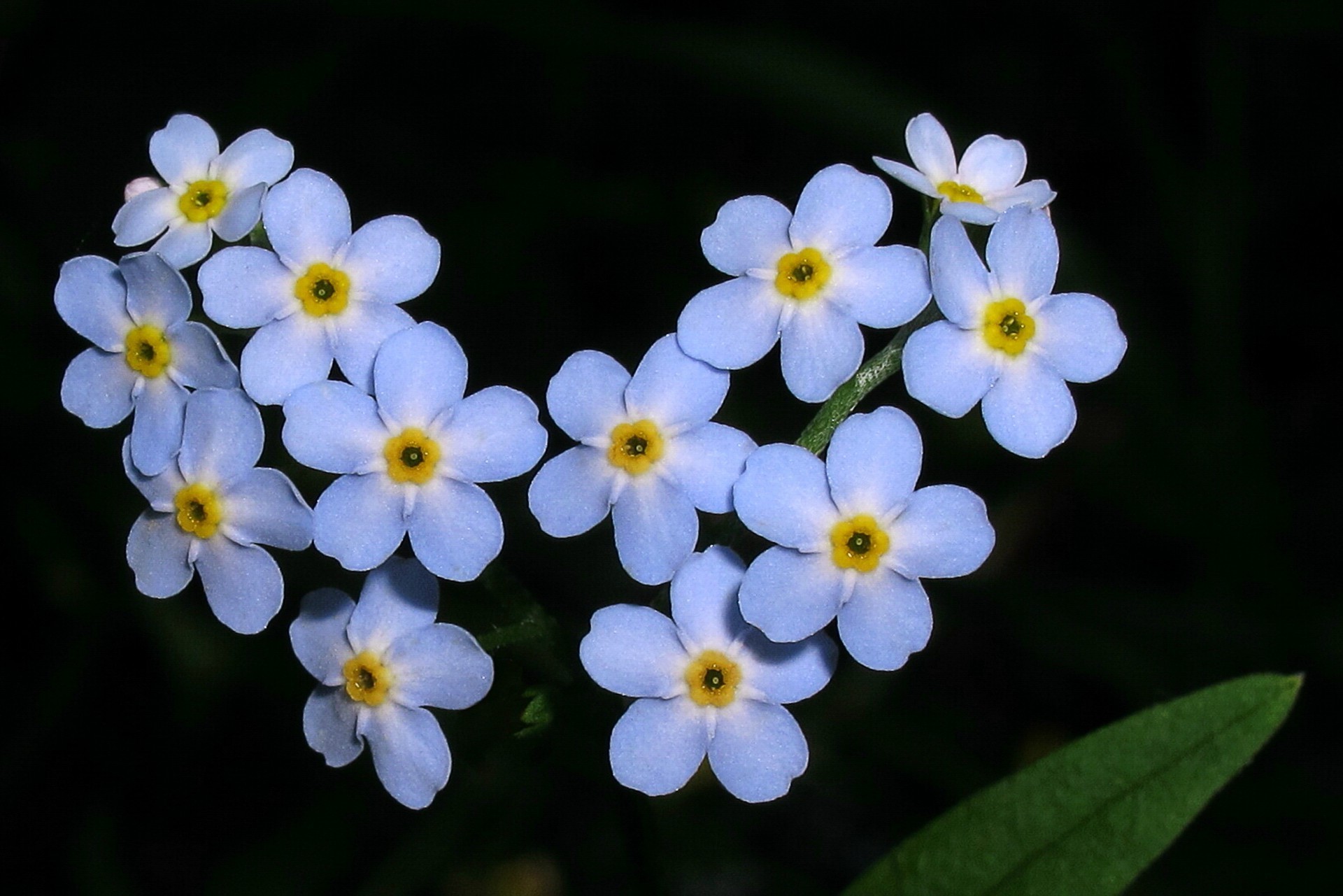 blumen blume natur flora blumen garten blatt blütenblatt blühen farbe sommer hell schön wachstum jahreszeit im freien