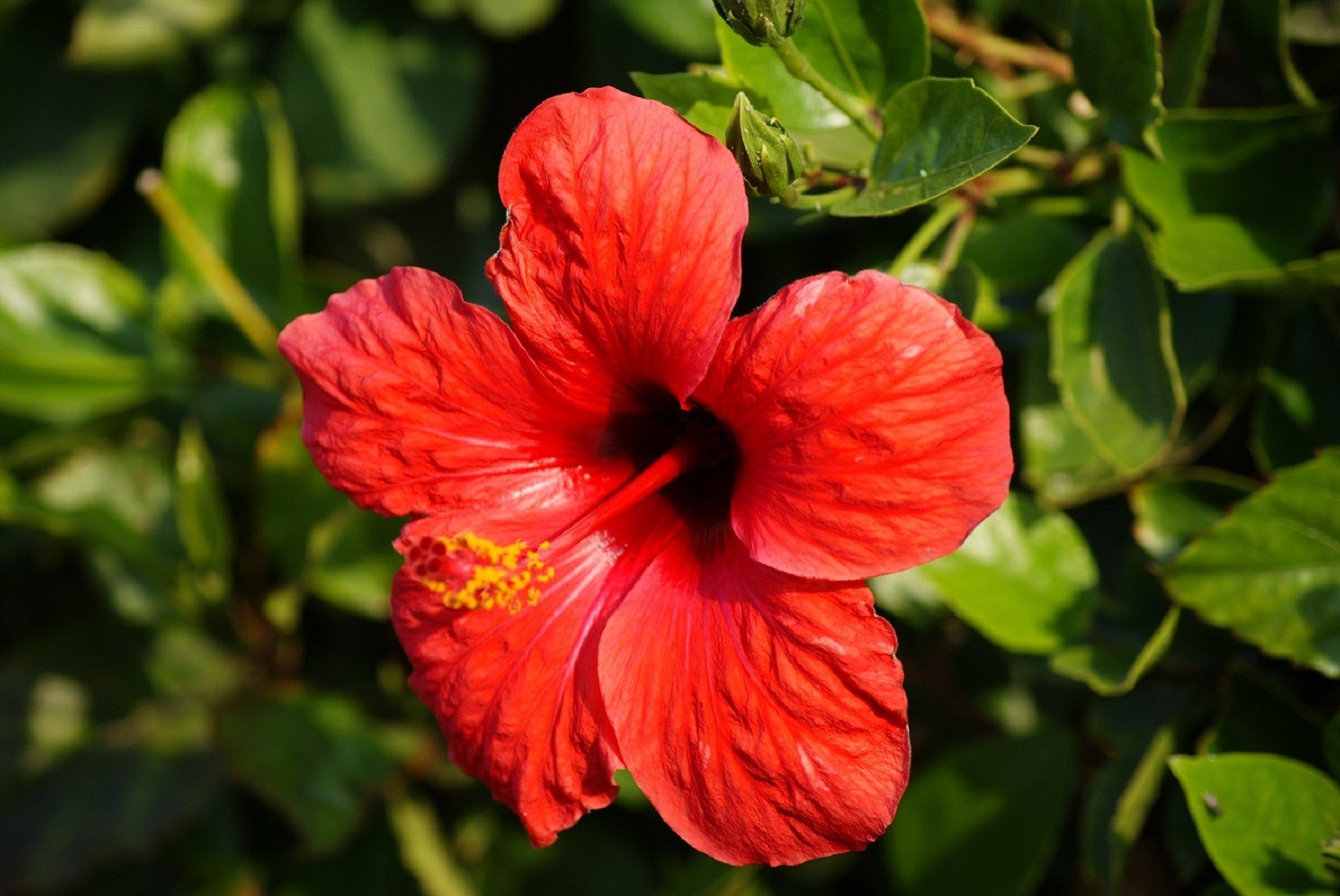 fiori fiore natura foglia flora giardino estate ibisco colore close-up all aperto tropicale crescita fioritura luminoso floreale