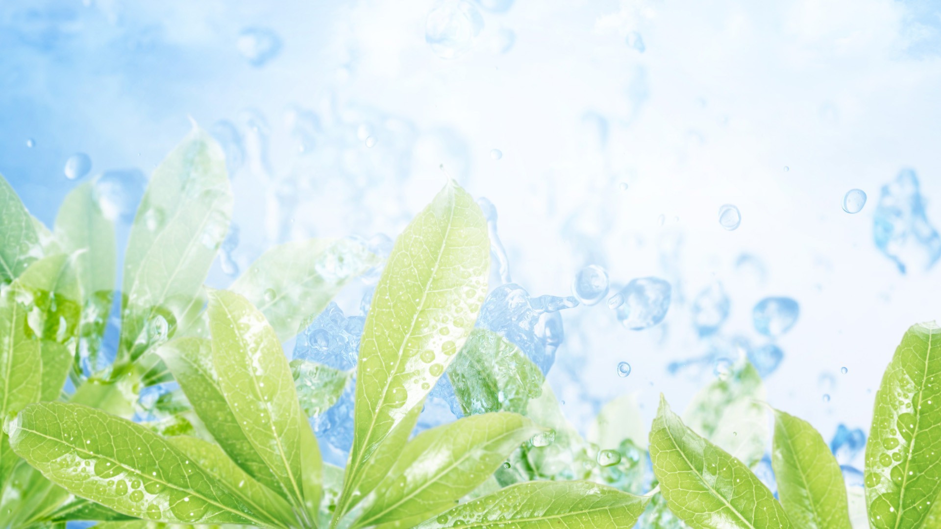 tröpfchen und wasser blatt flora natur frische tau tropfen steigen sauberkeit nass regen mittwoch sommer