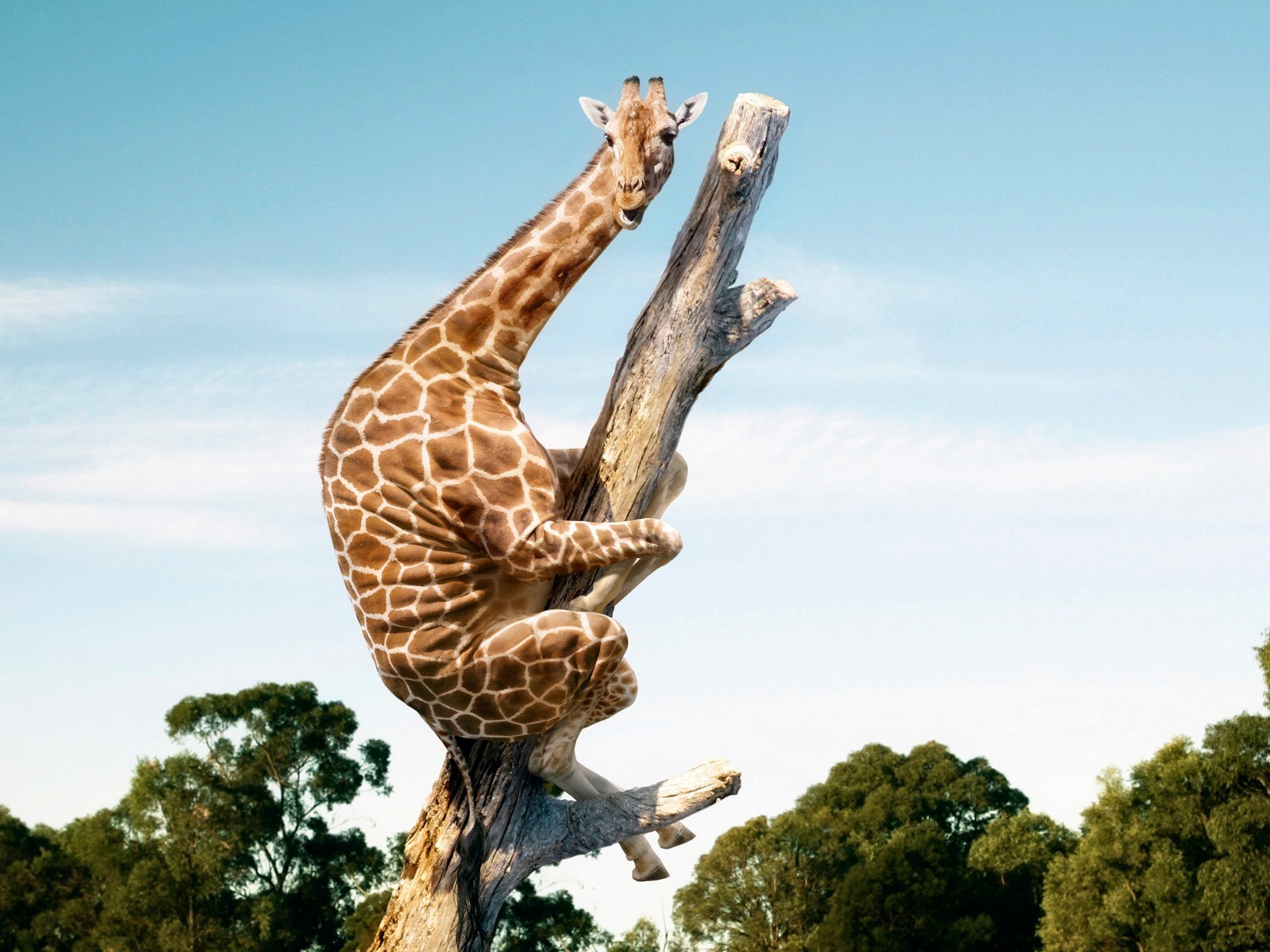 tiere natur im freien tierwelt vogel himmel tageslicht raptor ein baum