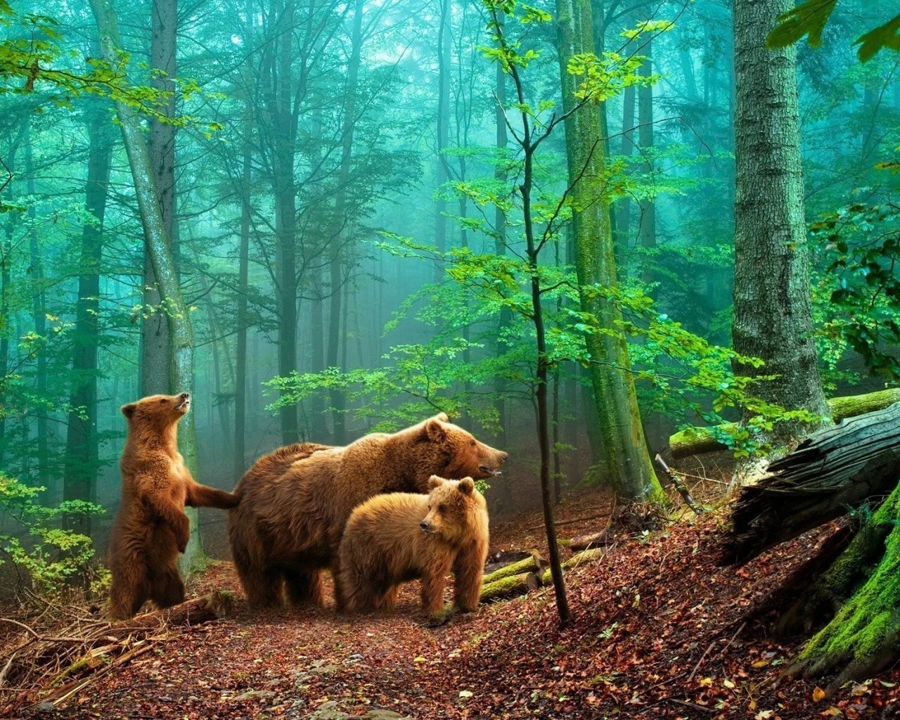 niedźwiedzie drewno ssak natura park drzewo na zewnątrz przyroda podróż dziki światło dzienne krajobraz dwa