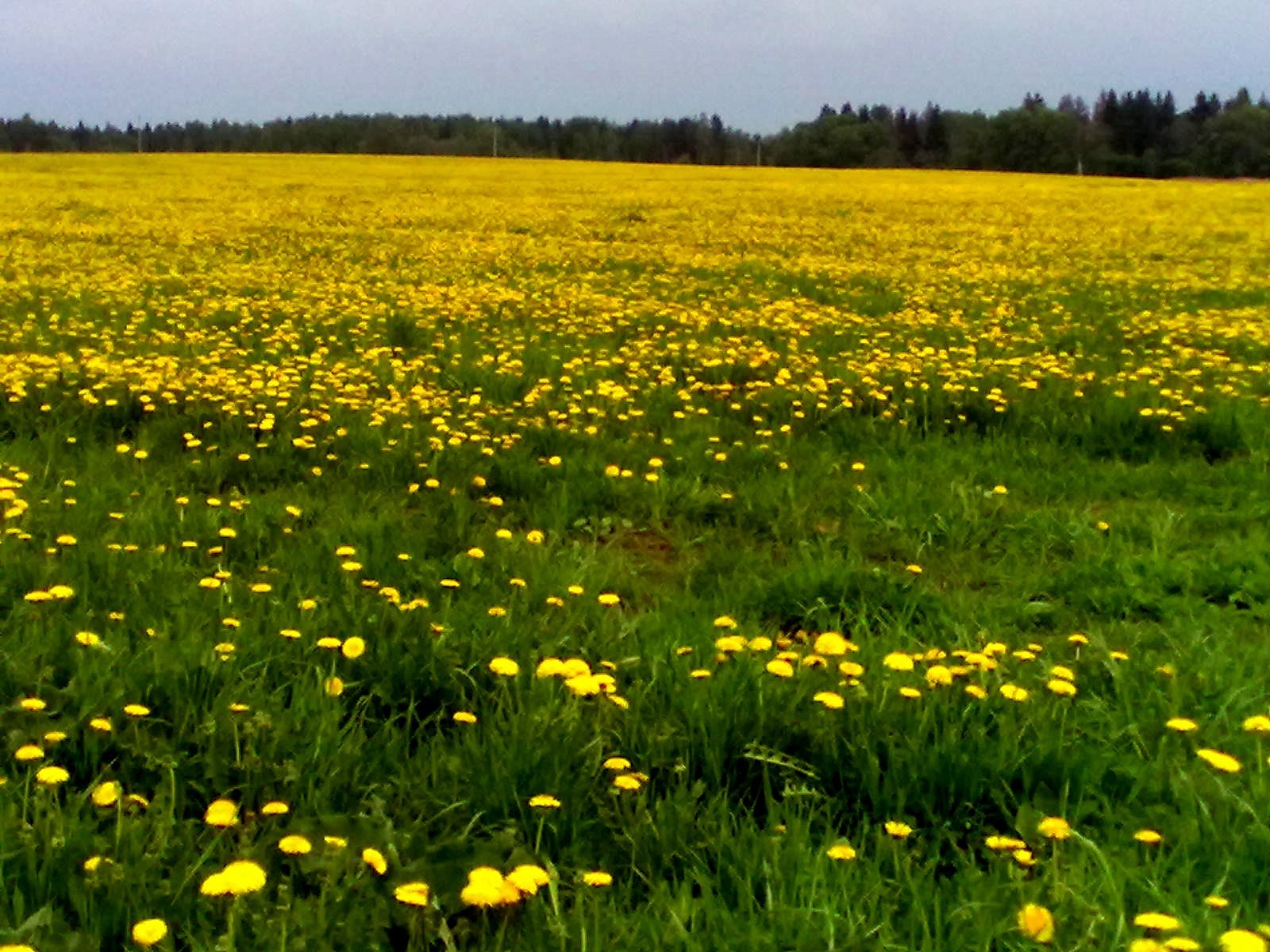 champs prairies et vallées foin herbe champ fleur rural pissenlit nature flore été paysage beau temps pelouse soleil pâturage campagne à l extérieur lumineux pâturage scène