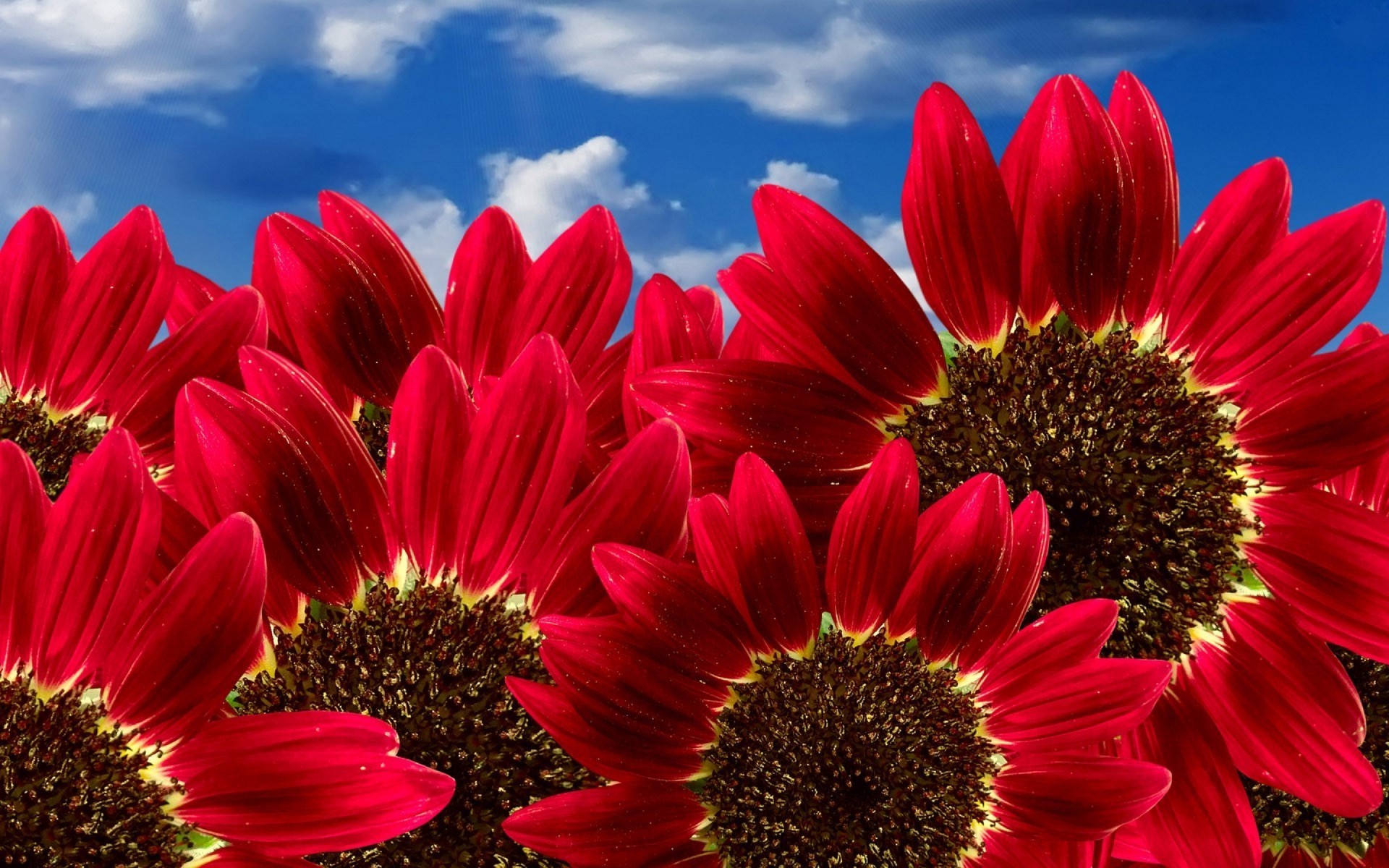 closeup flower nature flora summer floral petal garden bright color beautiful blooming growth sunflower season leaf close-up