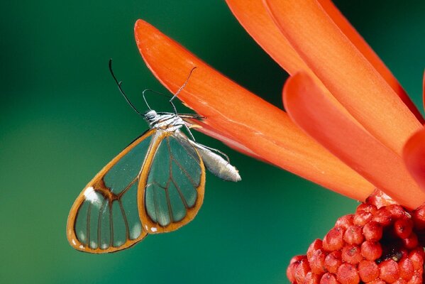 The tank is a beauty on orange petals