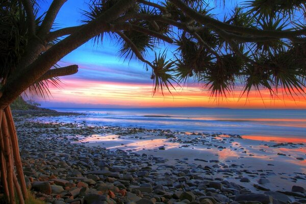 Tramonto sulla spiaggia con pianta esotica