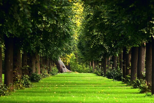 Foresta misteriosa sulla strada per Narnia