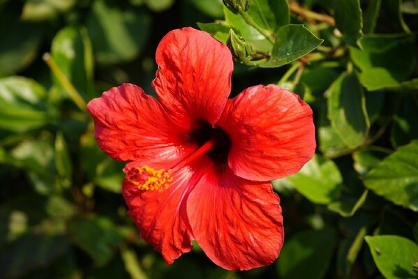 Hermosa flor de Coral