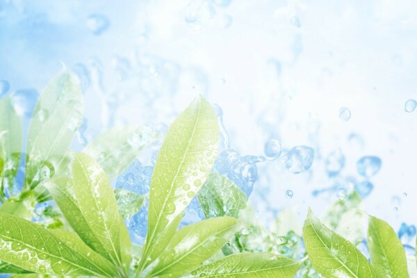 Refreshing drops on tea leaves