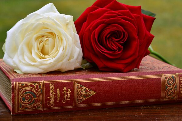 Rose blanche et rouge sur le livre