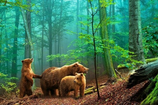 Morning of bears in a pine forest