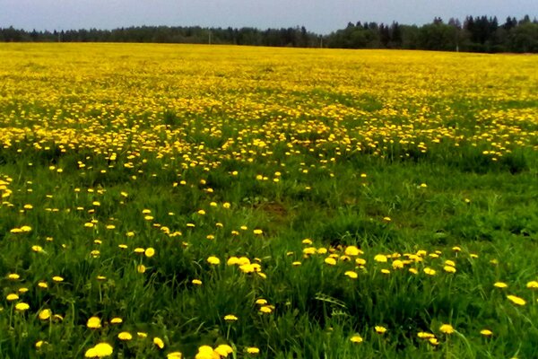 Множество одуванчиков на поле для покоса