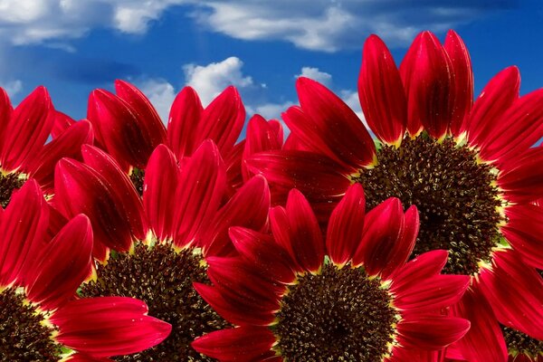 Red flowers on a blue sky background