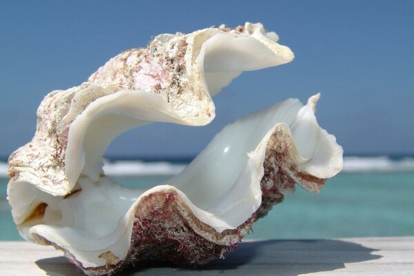 Coquillage sur fond de lagon bleu