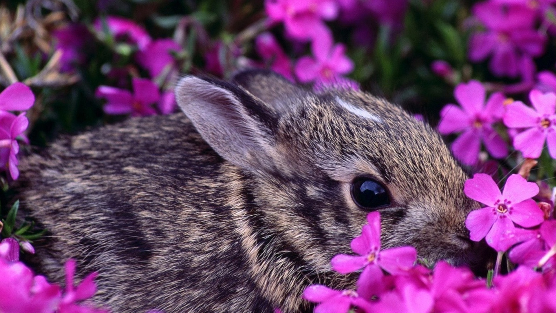 rabbits nature flower garden little outdoors cute close-up rabbit mammal