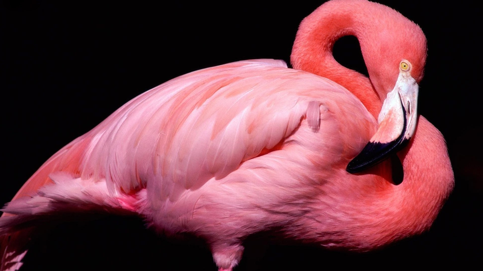 tiere vogel vögel flamingo feder schnabel tier tierwelt porträt flugzeug ein flügel natur profil hals zoo