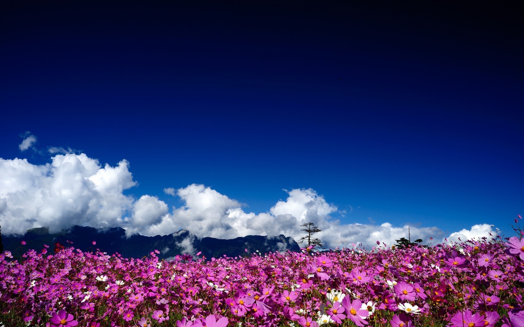 campo di fiori paesaggio fiore cielo natura all aperto colore estate flora giardino campo