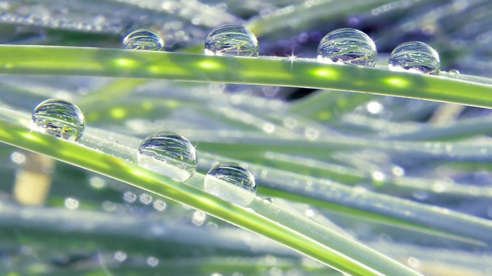 水滴和水 秋天 雨 露 水 湿 植物 草 清洁 花园 清洁 滴 叶 环境 自然 生长 液体 反射 清除