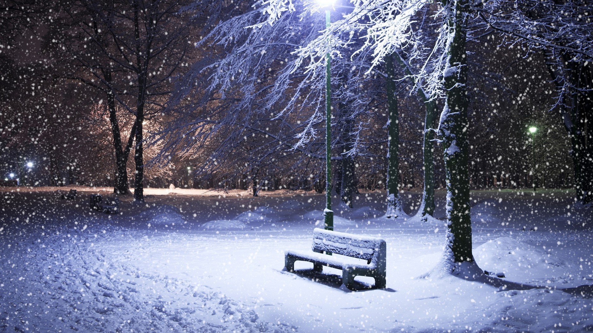 inverno neve freddo congelato gelo ghiaccio albero tempo stagione tempesta di neve paesaggio legno neve-bianco gelido ghiaccio luce natura all aperto