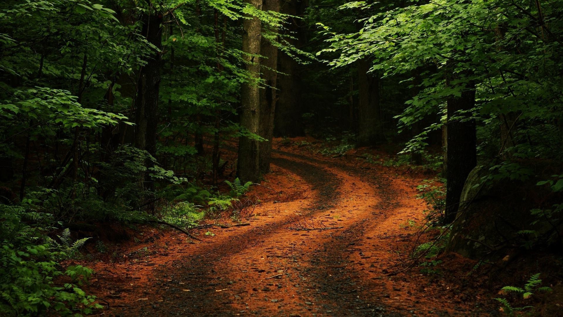 sommer holz holz landschaft fußabdruck straße blatt natur im freien park führung tageslicht reisen nadelbaum landschaftlich licht dämmerung evergreen berge