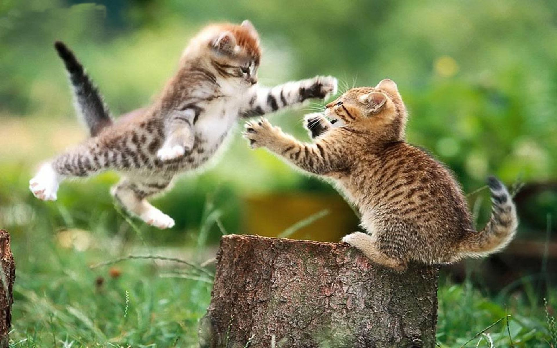 Котята весело играют. Котята дерутся. Игривый котенок. Смешные котята. Милые животные на природе.