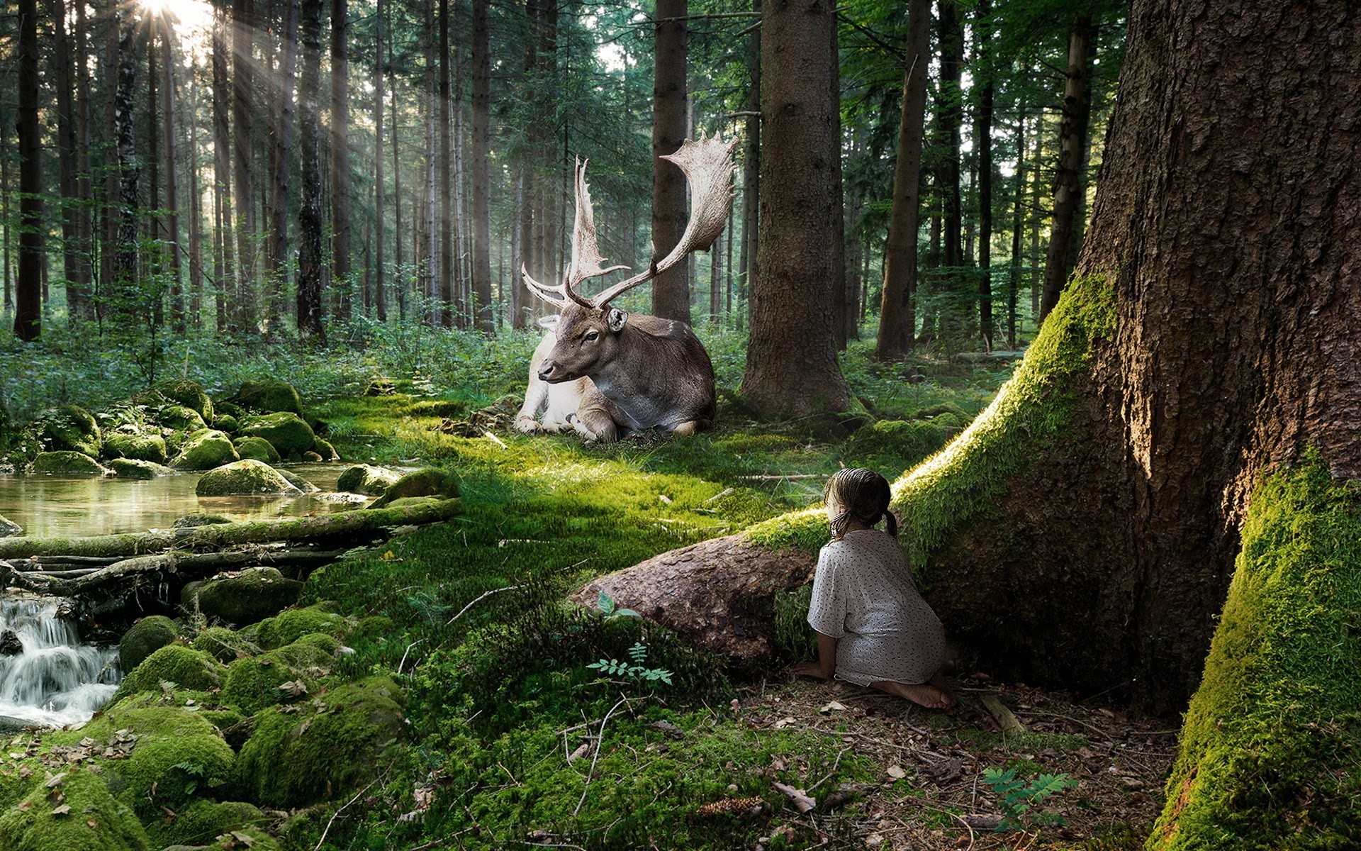 animaux bois nature arbre parc paysage feuille sauvage à l extérieur environnement mousse herbe