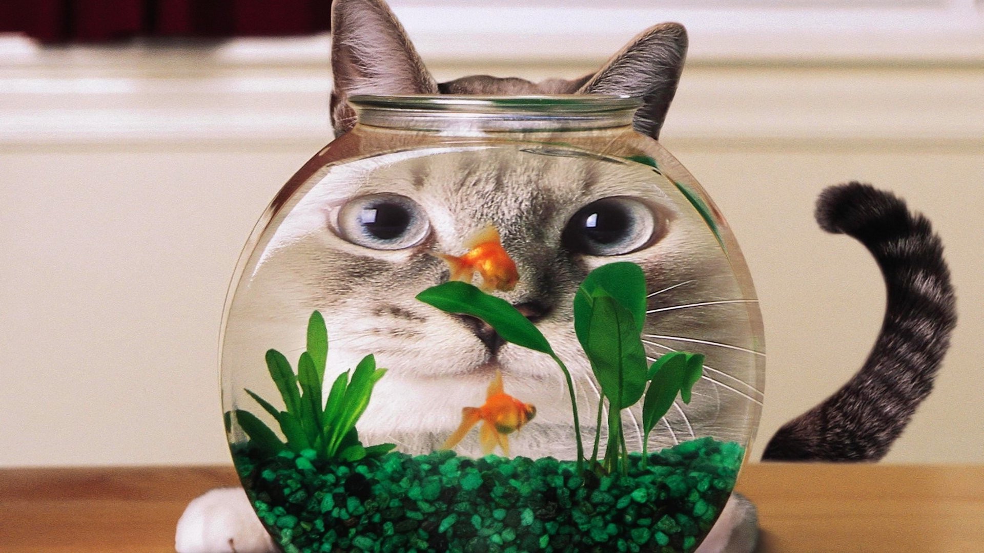 chats pet nature mignon poisson rouge relaxation médecine aquarium bureau