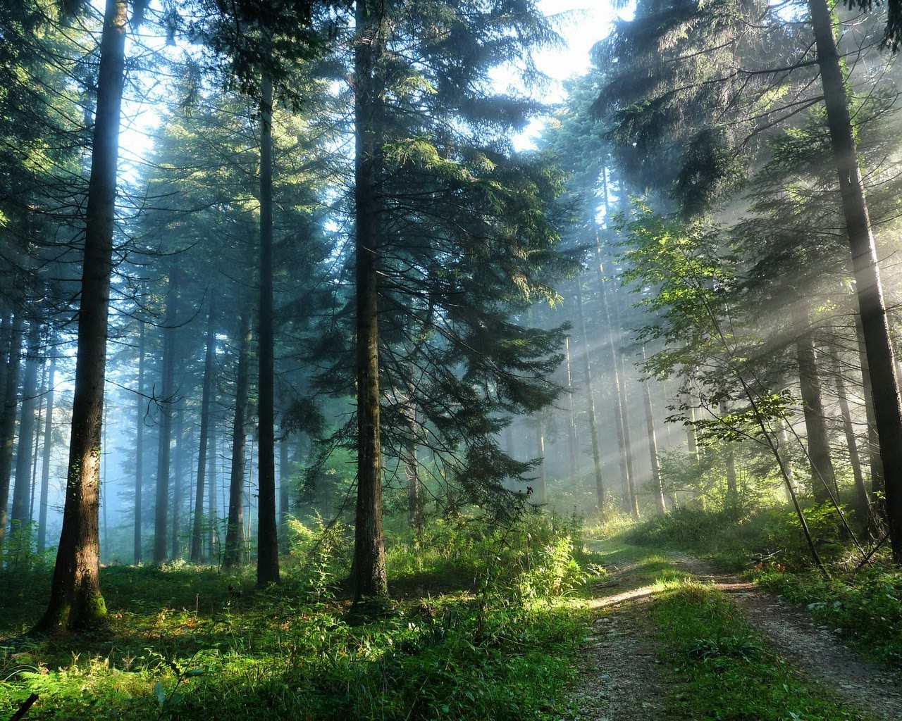 summer wood nature landscape dawn fog mist tree sun fair weather outdoors grass leaf park sunbeam light environment fall hike