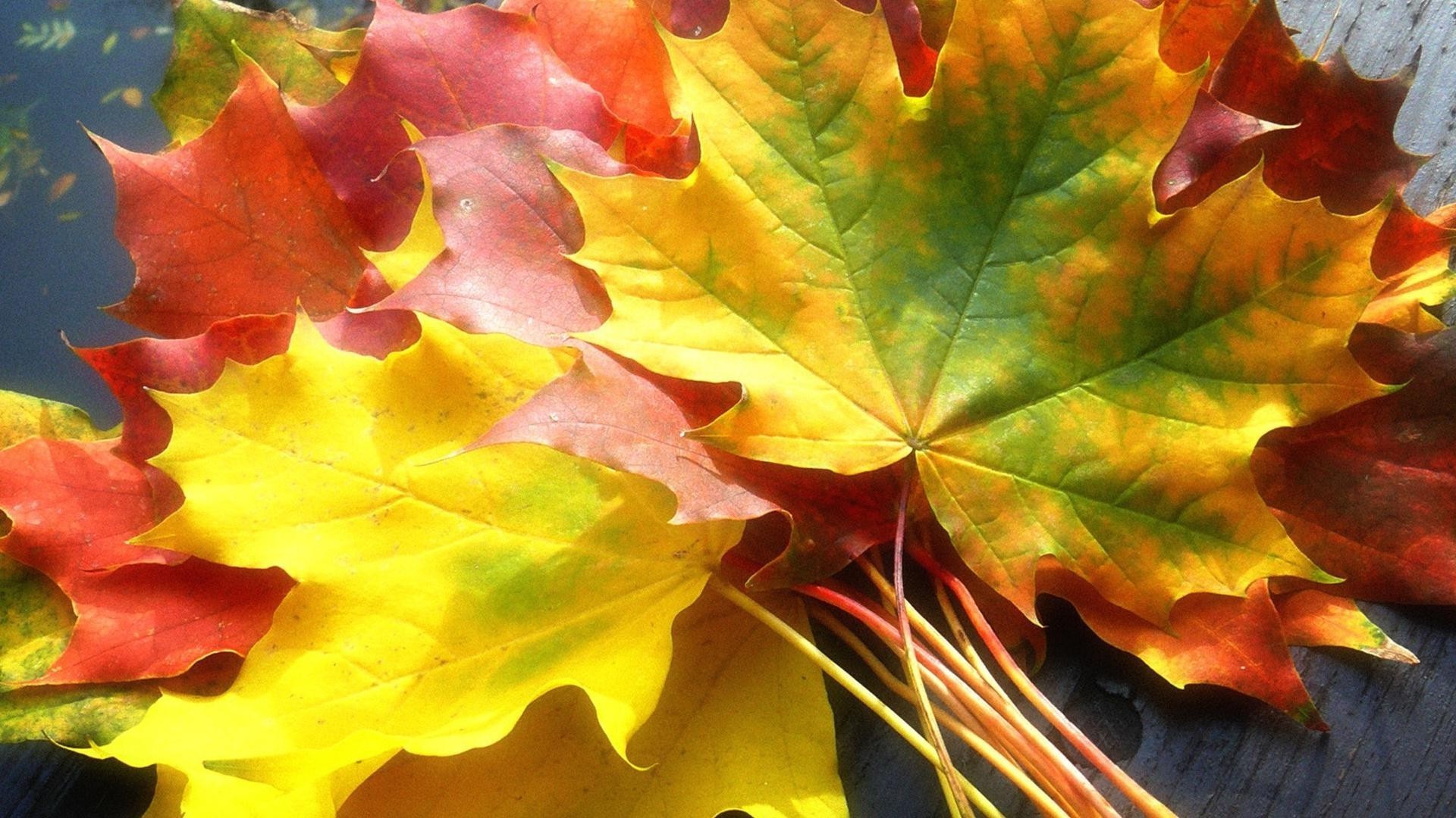 leaves leaf fall maple flora season color nature bright desktop vibrant tree