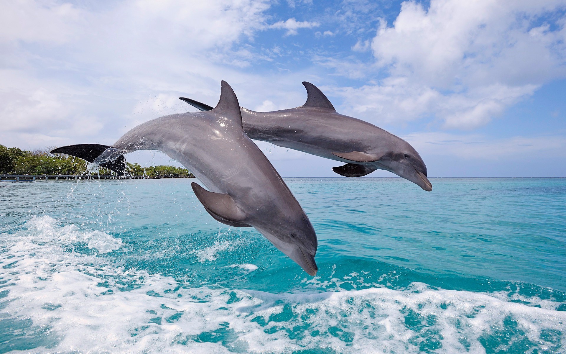 zwierzęta delfin woda dmuchawy natura pływanie na zewnątrz ocean morze ssak przyroda